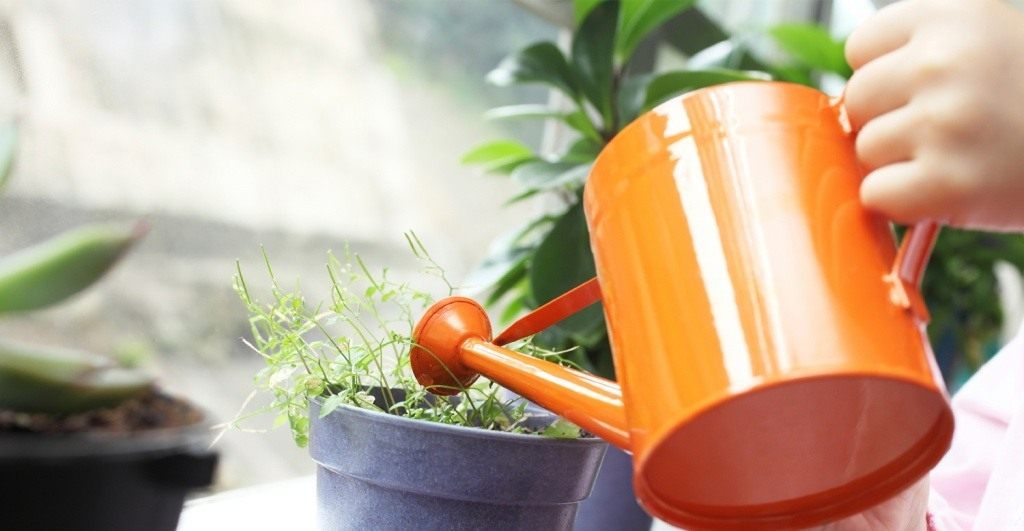 Как пить дать: как правильно поливать растения