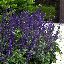 Шалфей	мучнистый	(Salvia longispicata x farinacea) Big Blue