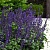 Шалфей	мучнистый	(Salvia longispicata x farinacea) Big Blue