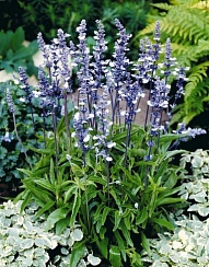 Шалфей мучнистый (Salvia farinacea) Fairy Queen голубой