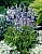 Шалфей мучнистый (Salvia farinacea) Fairy Queen голубой