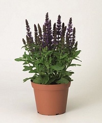 Шалфей превосходный (Salvia superba) Merleau фиолетовый