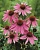 Эхинацея пурпурная (Echinacea purpurea) сорт Prairie Splendor