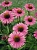 Эхинацея пурупурная (Echinacea purpurea) Primadonna – розовый