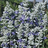 Шалфей мучнистый (Salvia farinacea) Strata бело-голубой