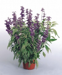 Шалфей мучнистый (Salvia farinacea) Evolution фиолетовый